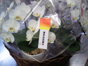 暑中お見舞い申し上げます｜「花のみせ美里」　（愛知県名古屋市瑞穂区の花キューピット加盟店 花屋）のブログ